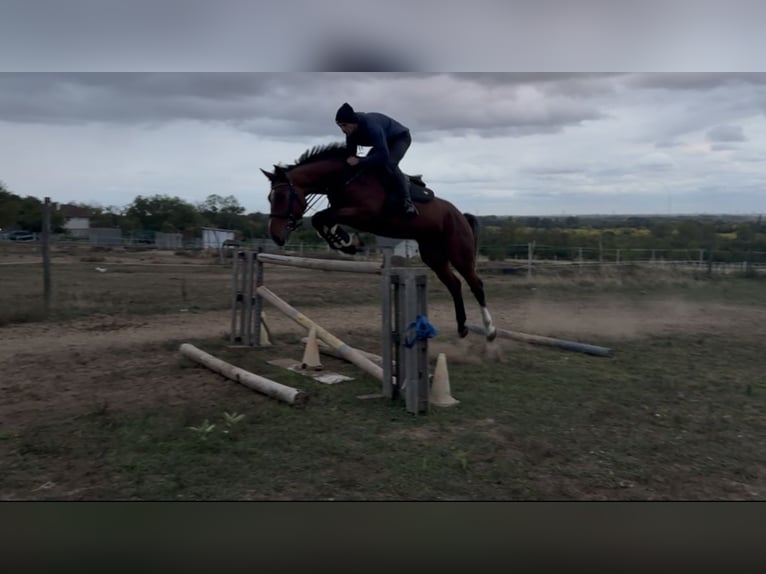 Belgisches Warmblut Wallach 5 Jahre 175 cm Rotbrauner in Csömör Belgisches Warmblut Wallach 5 Jahre 175 cm Rotbrauner in Csömör