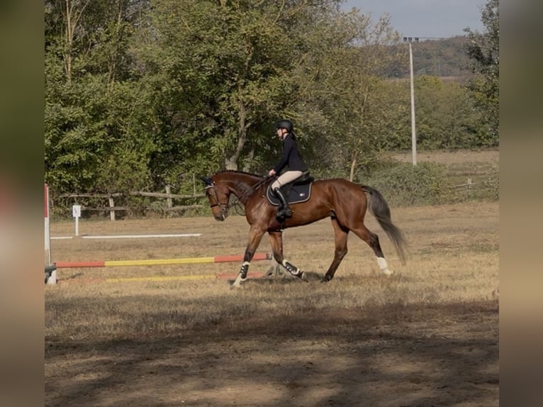 Belgisches Warmblut Wallach 5 Jahre 175 cm Rotbrauner in Csömör Belgisches Warmblut Wallach 5 Jahre 175 cm Rotbrauner in Csömör