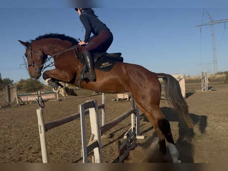 Belgisches Warmblut Wallach 5 Jahre 175 cm Rotbrauner in Cs&#xF6;m&#xF6;r