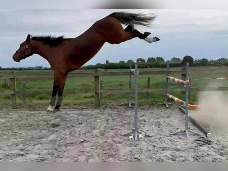 Belgisches Warmblut Wallach 5 Jahre 175 cm Rotbrauner in Cs&#xF6;m&#xF6;r