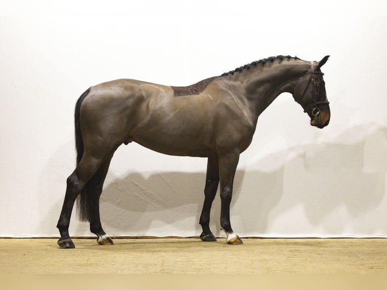 Belgisches Warmblut Wallach 5 Jahre Dunkelbrauner in Waddinxveen