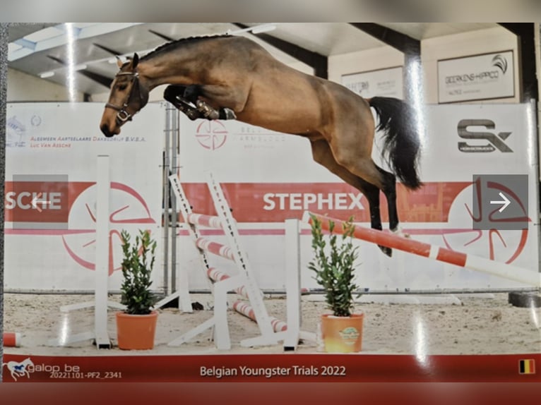 Belgisches Warmblut Wallach 6 Jahre 161 cm Brauner in Bavel