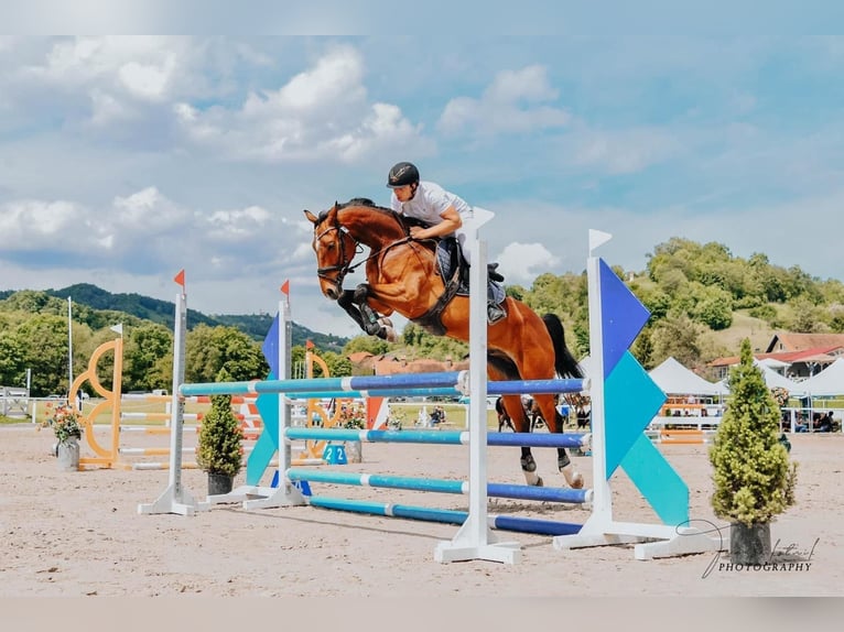 Belgisches Warmblut Wallach 6 Jahre 163 cm Brauner in Ljubljana Belgisches Warmblut Wallach 6 Jahre 163 cm Brauner in Ljubljana
