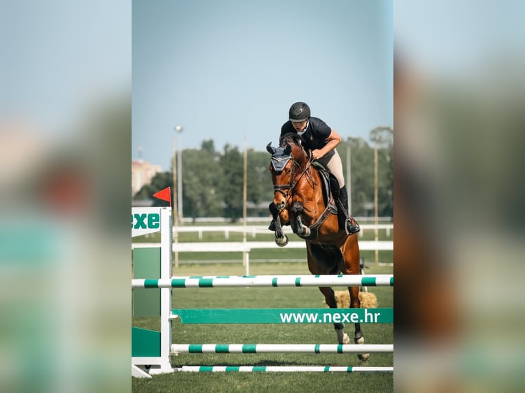 Belgisches Warmblut Wallach 6 Jahre 163 cm Brauner in Ljubljana Belgisches Warmblut Wallach 6 Jahre 163 cm Brauner in Ljubljana