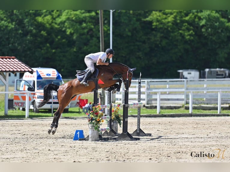 Belgisches Warmblut Wallach 6 Jahre 163 cm Brauner in Ljubljana Belgisches Warmblut Wallach 6 Jahre 163 cm Brauner in Ljubljana