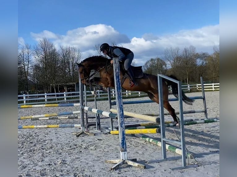 Belgisches Warmblut Wallach 6 Jahre 163 cm Brauner in Ljubljana Belgisches Warmblut Wallach 6 Jahre 163 cm Brauner in Ljubljana