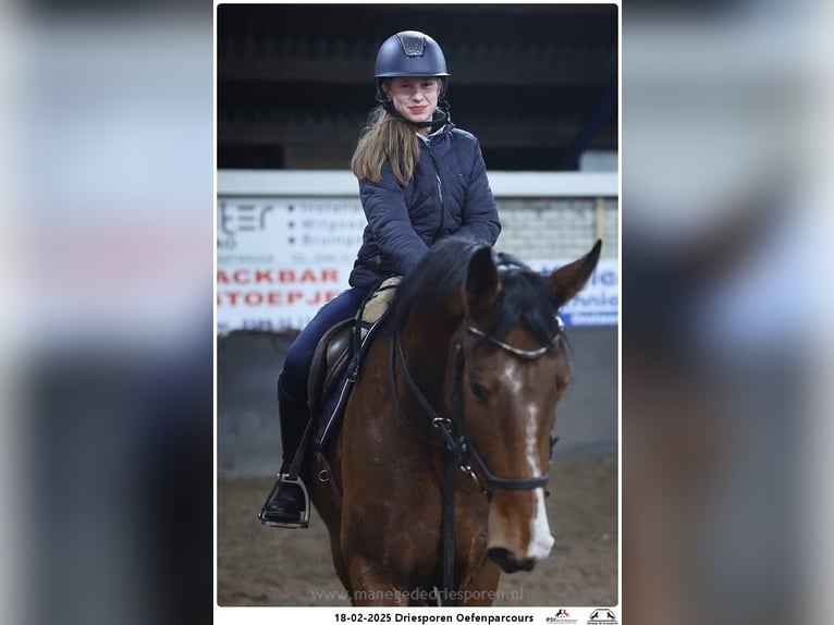 Belgisches Warmblut Wallach 6 Jahre 163 cm Brauner in Oppuurs