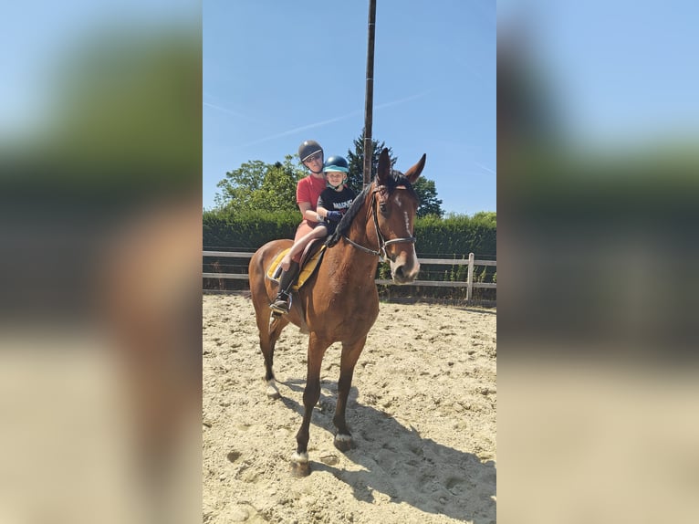 Belgisches Warmblut Wallach 6 Jahre 163 cm Brauner in Oppuurs