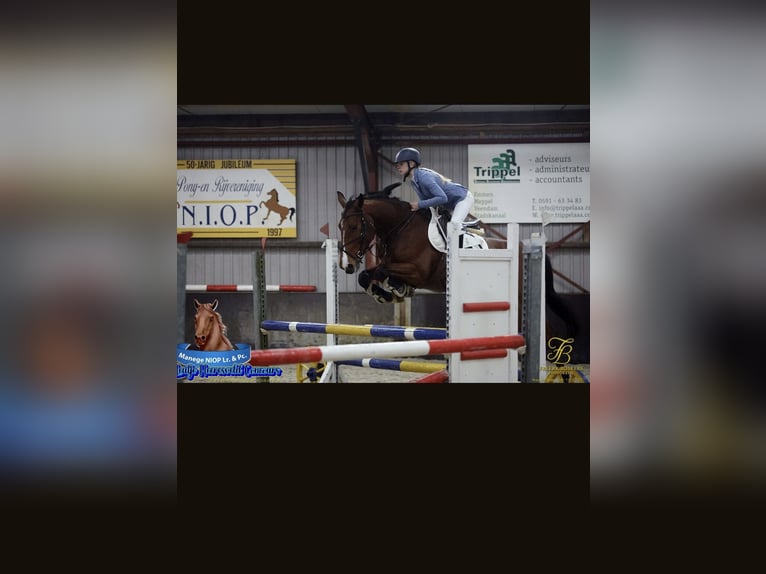 Belgisches Warmblut Wallach 6 Jahre 163 cm Brauner in Oppuurs
