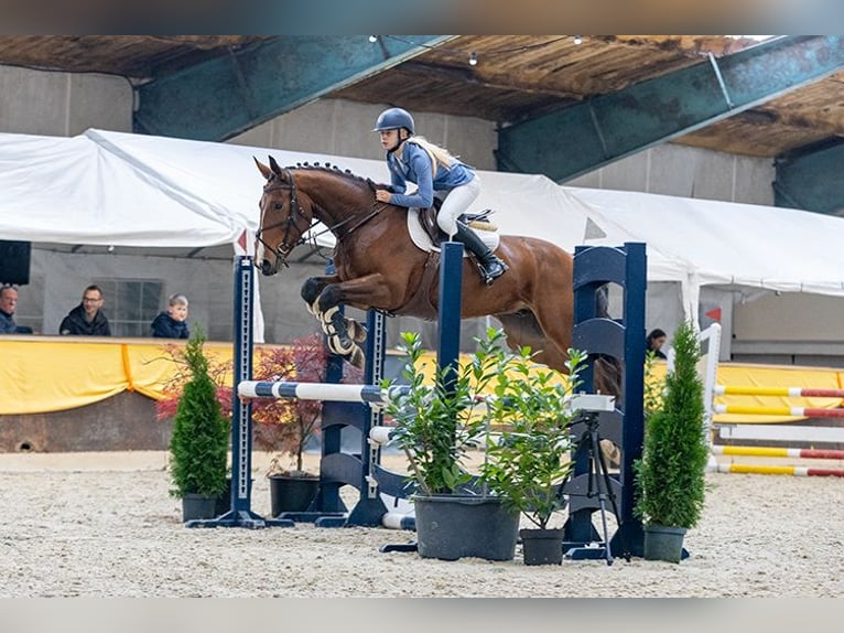 Belgisches Warmblut Wallach 6 Jahre 163 cm Brauner in Oppuurs