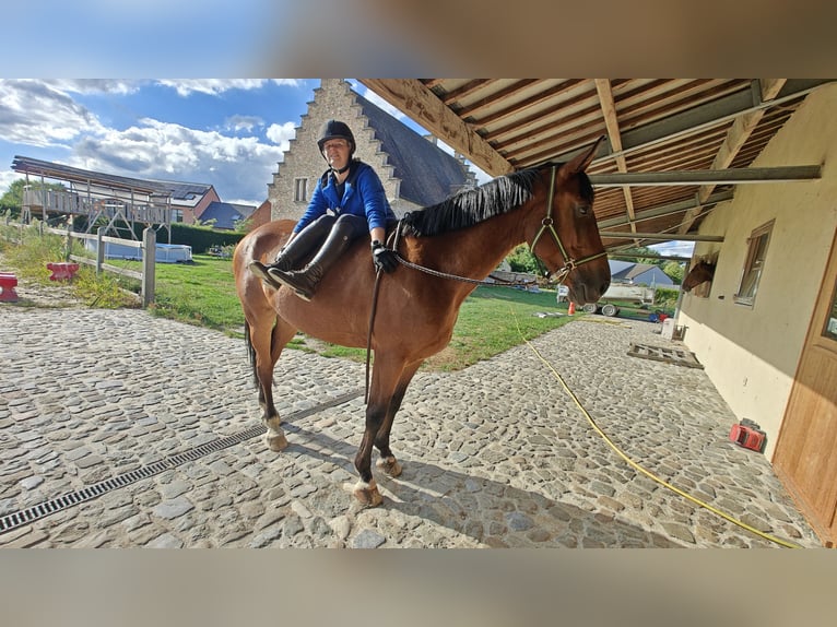 Belgisches Warmblut Wallach 6 Jahre 163 cm Brauner in Oppuurs