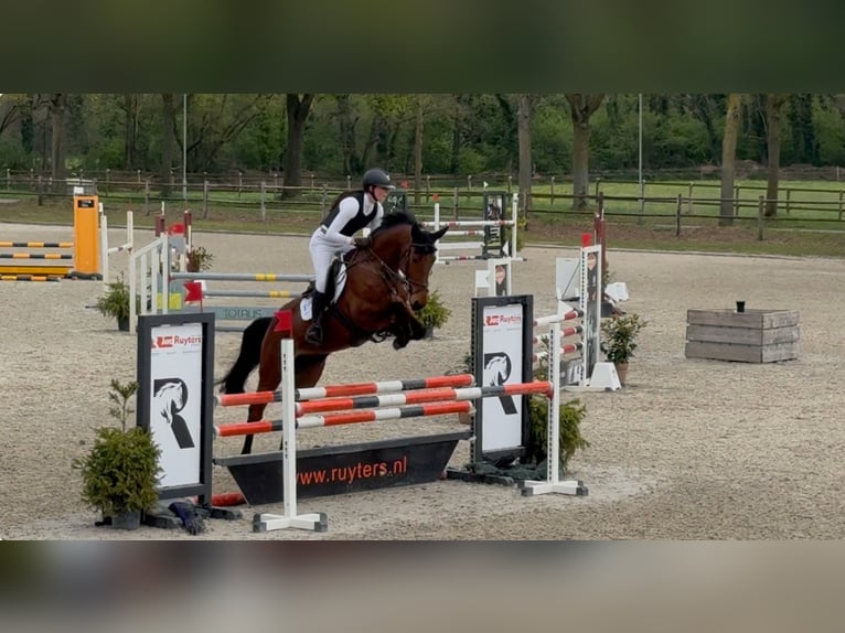 Belgisches Warmblut Wallach 6 Jahre 164 cm Brauner in Houthalen-Helchteren