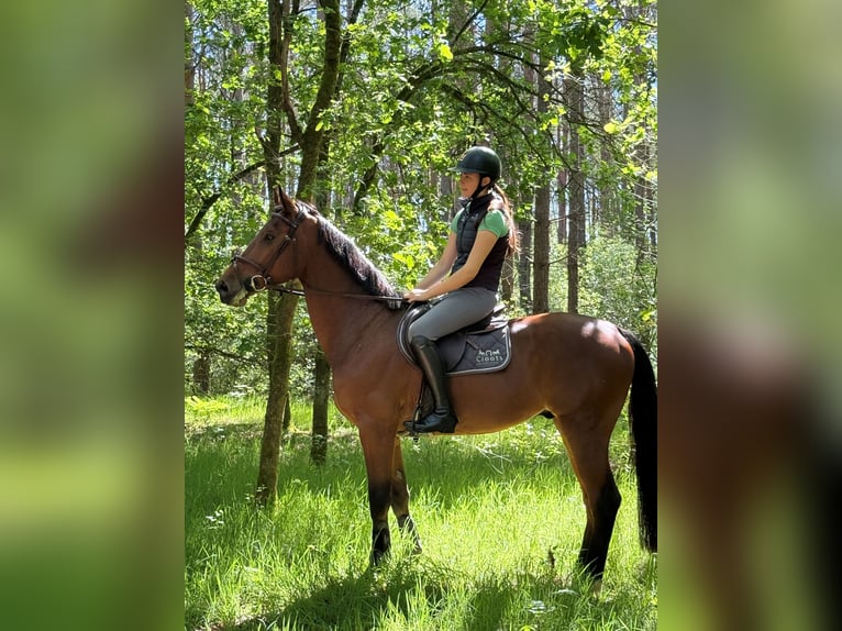 Belgisches Warmblut Wallach 6 Jahre 164 cm Brauner in Houthalen-Helchteren