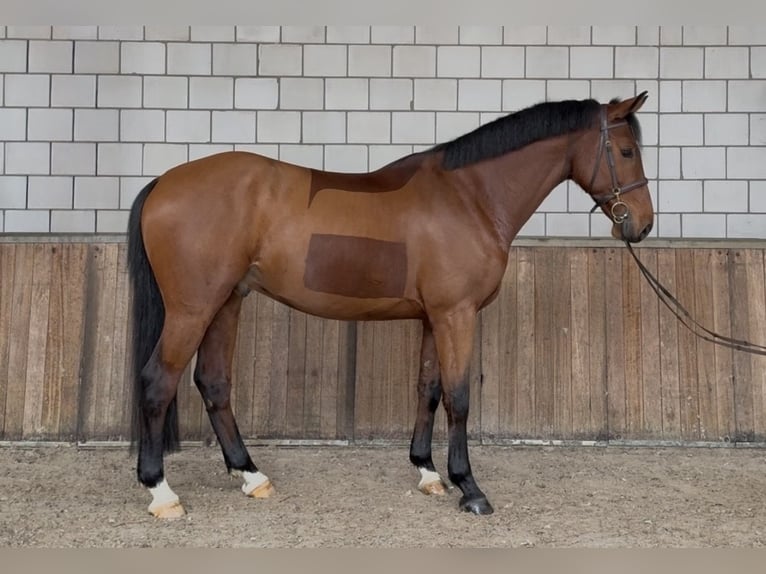 Belgisches Warmblut Wallach 6 Jahre 164 cm Brauner in Oud Gastel