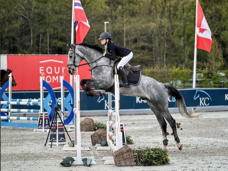 Belgisches Warmblut Wallach 6 Jahre 164 cm Schimmel in Beringen