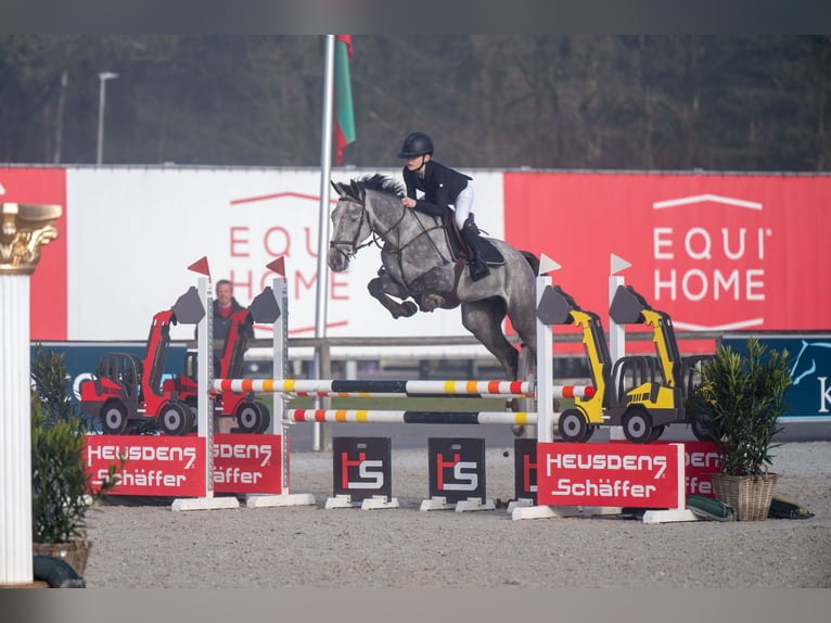 Belgisches Warmblut Wallach 6 Jahre 164 cm Schimmel in Beringen
