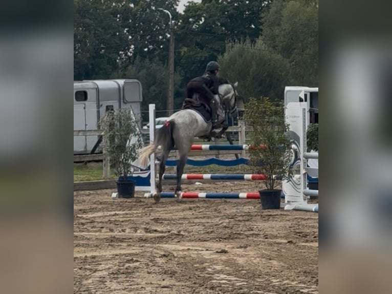 Belgisches Warmblut Wallach 6 Jahre 164 cm Schimmel in Beringen