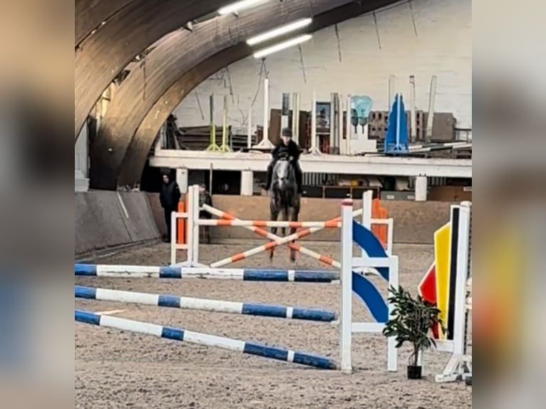 Belgisches Warmblut Wallach 6 Jahre 164 cm Schimmel in Beringen