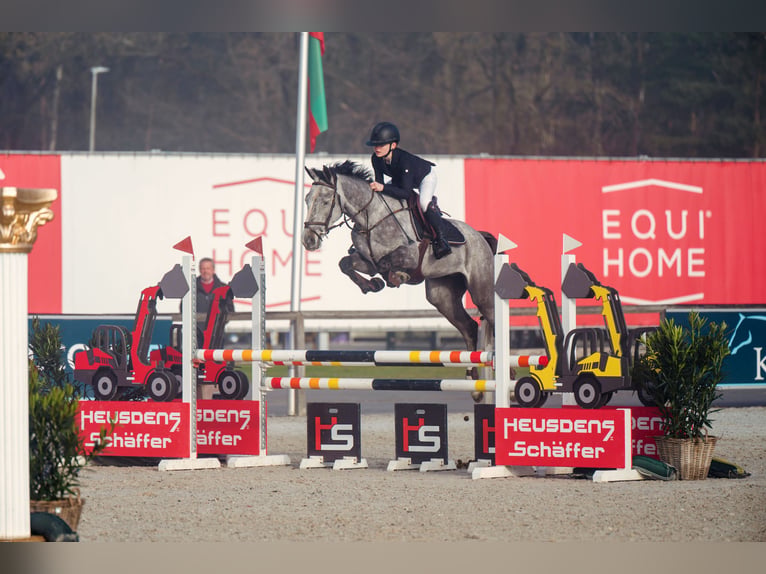 Belgisches Warmblut Wallach 6 Jahre 164 cm Schimmel in Beringen
