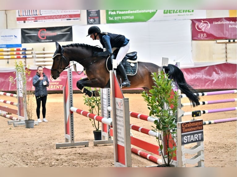 Belgisches Warmblut Wallach 6 Jahre 165 cm Brauner in Finsing