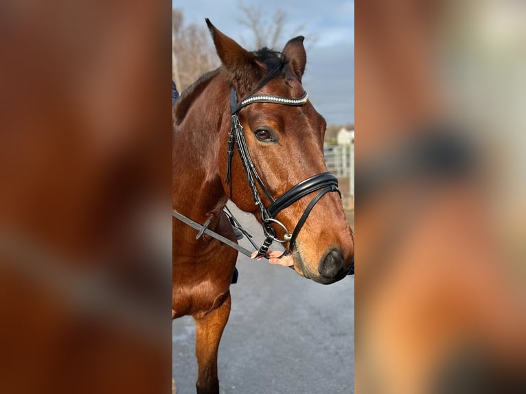 Belgisches Warmblut Wallach 6 Jahre 165 cm Brauner in Finsing