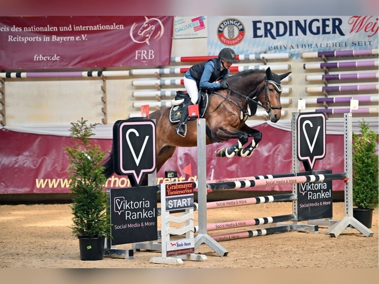 Belgisches Warmblut Wallach 6 Jahre 165 cm Brauner in Finsing