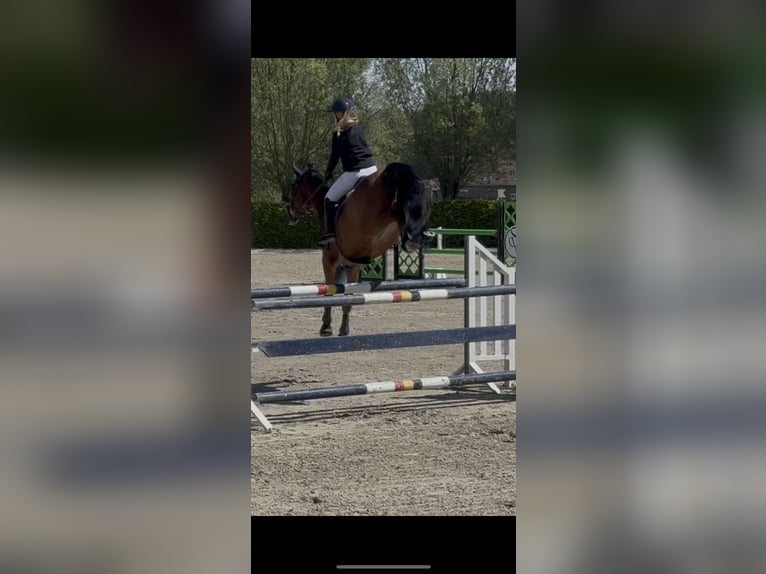 Belgisches Warmblut Wallach 6 Jahre 165 cm Brauner in Horebeke