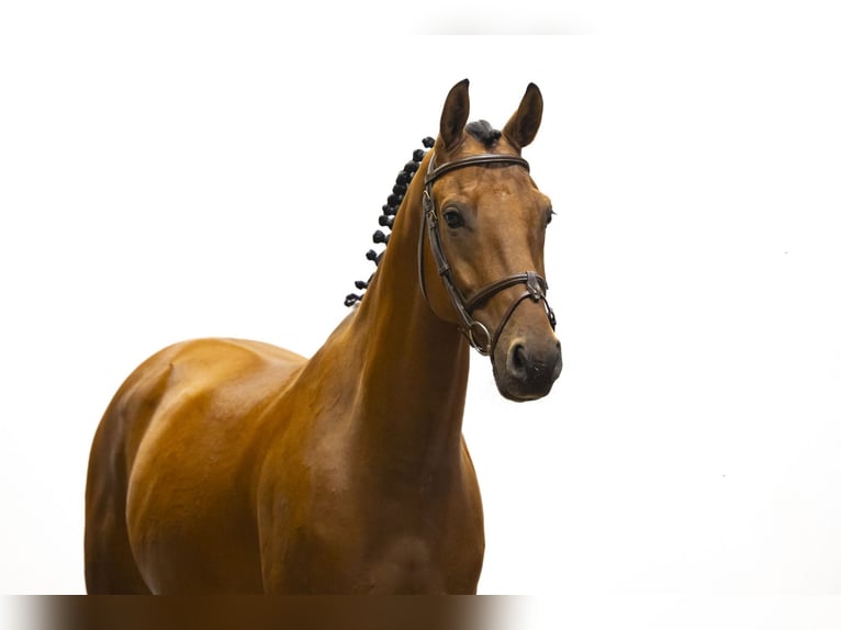 Belgisches Warmblut Wallach 6 Jahre 165 cm Brauner in Waddinxveen