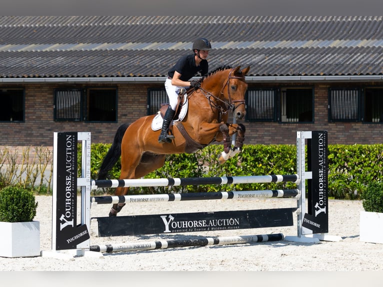 Belgisches Warmblut Wallach 6 Jahre 165 cm Brauner in Waddinxveen