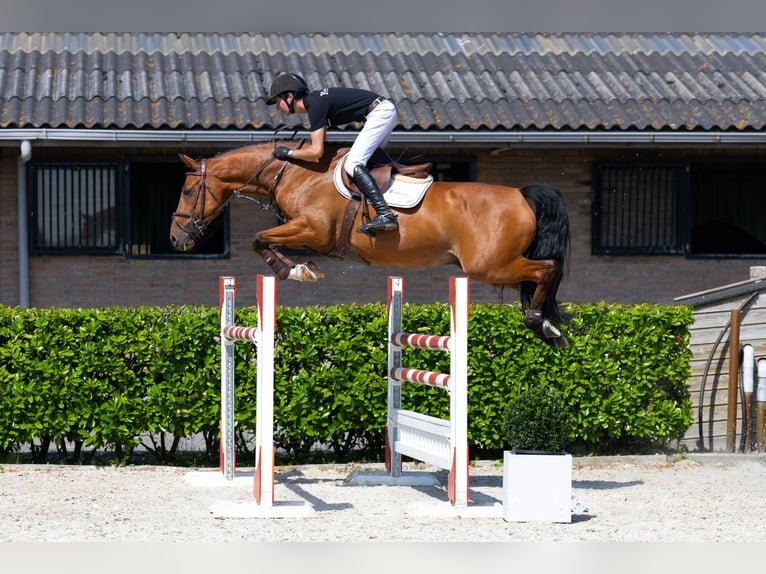 Belgisches Warmblut Wallach 6 Jahre 165 cm Brauner in Waddinxveen