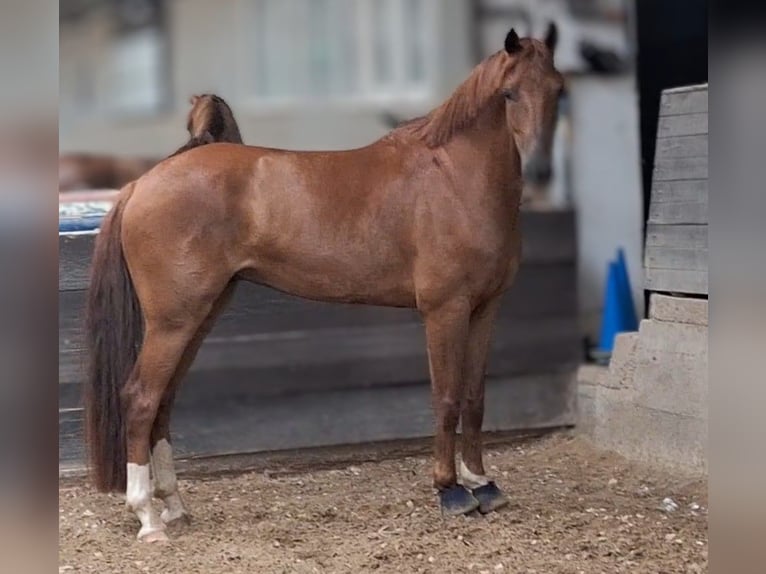 Belgisches Warmblut Wallach 6 Jahre 165 cm Dunkelfuchs in Mainz