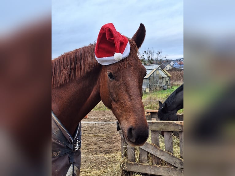 Belgisches Warmblut Wallach 6 Jahre 165 cm Dunkelfuchs in Mainz