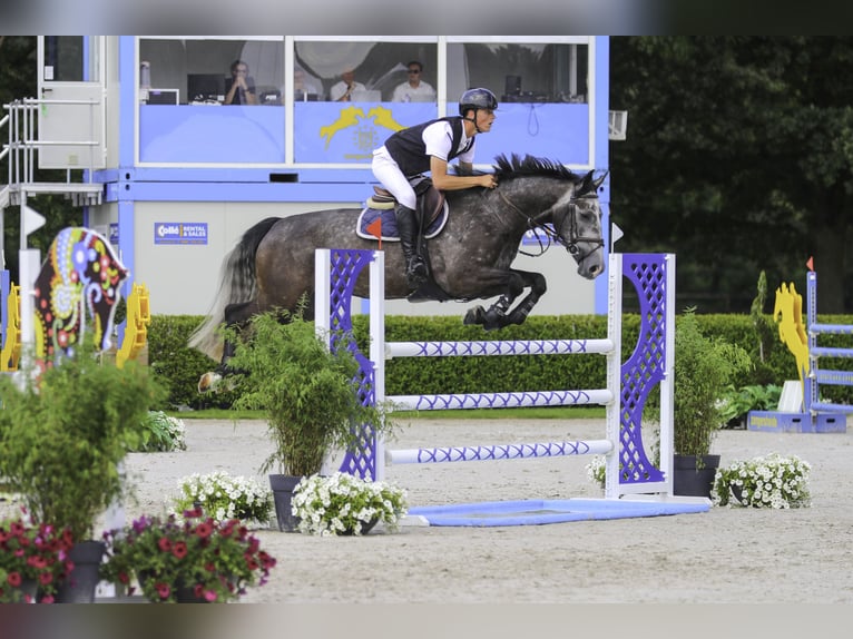 Belgisches Warmblut Wallach 6 Jahre 165 cm Rappschimmel in St-Truiden