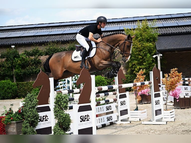 Belgisches Warmblut Wallach 6 Jahre 166 cm Brauner in Bladel