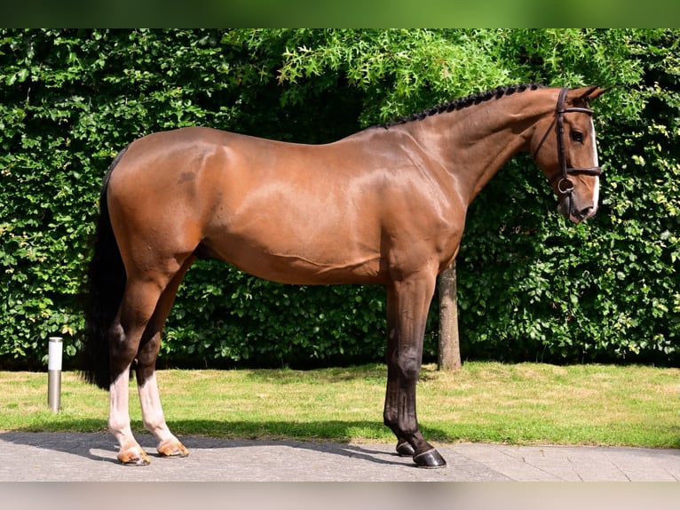 Belgisches Warmblut Wallach 6 Jahre 166 cm Brauner in Bladel