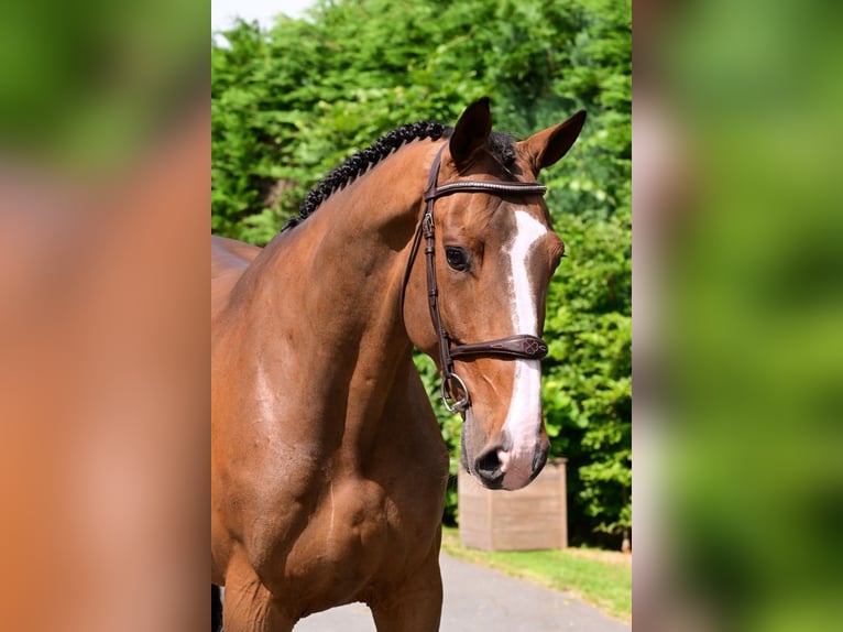 Belgisches Warmblut Wallach 6 Jahre 166 cm Brauner in Bladel