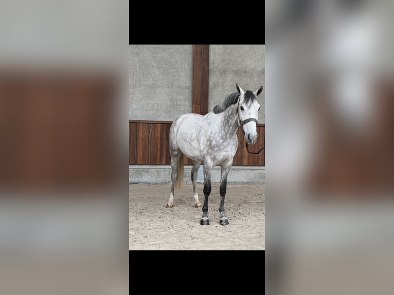 Belgisches Warmblut Wallach 6 Jahre 167 cm Schimmel in Sint-Truiden