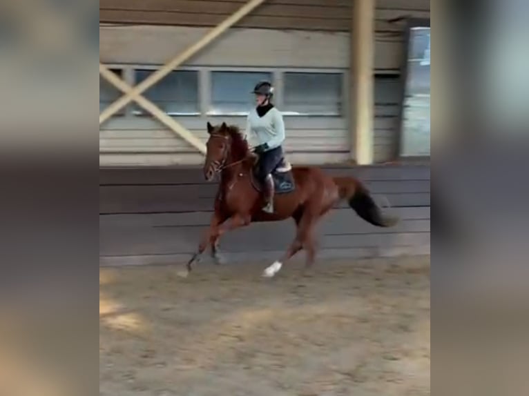 Belgisches Warmblut Wallach 6 Jahre 168 cm Fuchs in Schweppenhausen