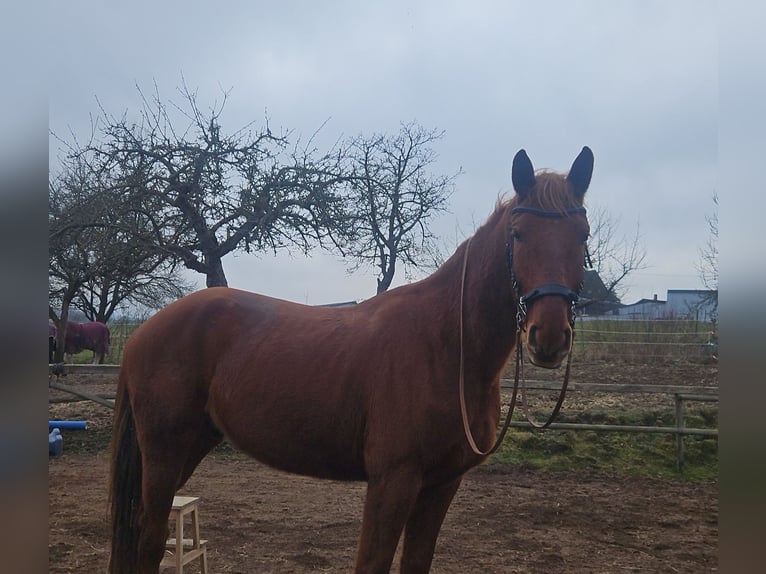 Belgisches Warmblut Wallach 6 Jahre 168 cm Fuchs in Schweppenhausen