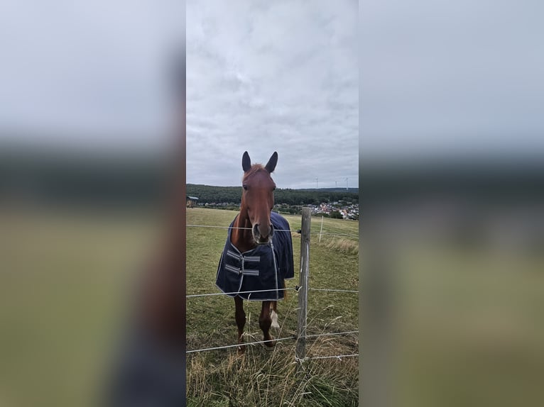 Belgisches Warmblut Wallach 6 Jahre 168 cm Fuchs in Schweppenhausen