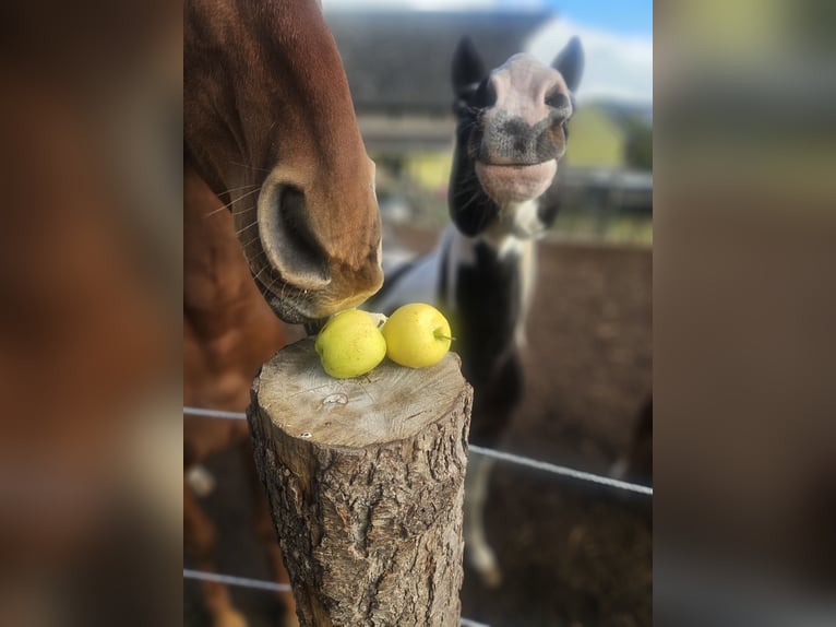 Belgisches Warmblut Wallach 6 Jahre 168 cm Fuchs in Schweppenhausen