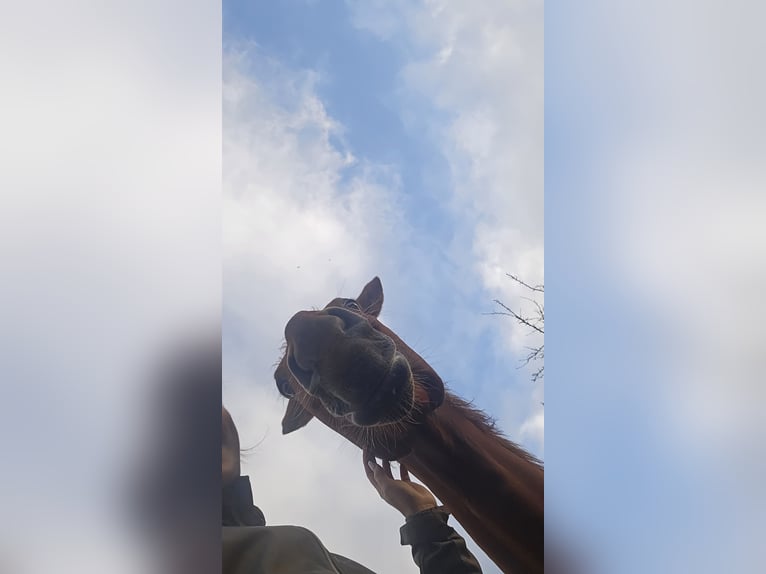 Belgisches Warmblut Wallach 6 Jahre 168 cm Fuchs in Schweppenhausen