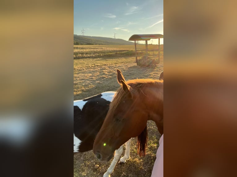 Belgisches Warmblut Wallach 6 Jahre 168 cm Fuchs in Schweppenhausen