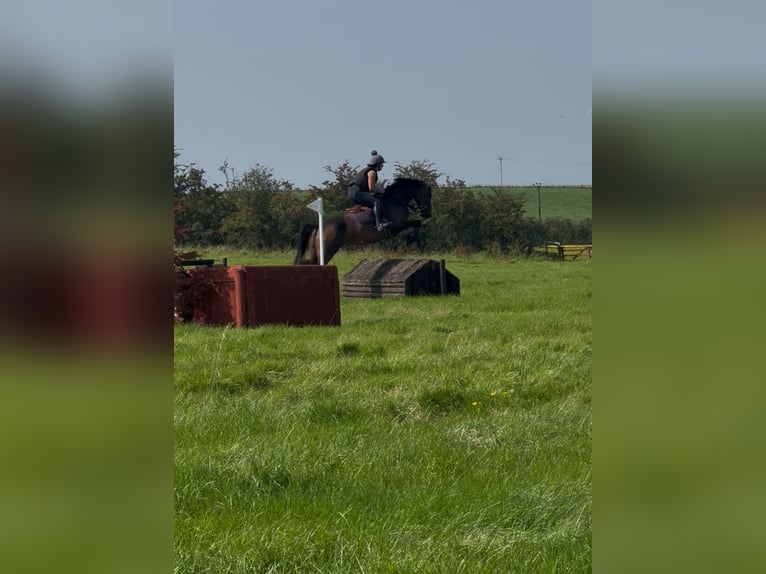 Belgisches Warmblut Wallach 6 Jahre 170 cm Dunkelbrauner in Glasgow