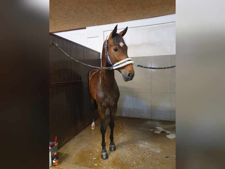 Belgisches Warmblut Wallach 6 Jahre 170 cm Dunkelbrauner in Glasgow
