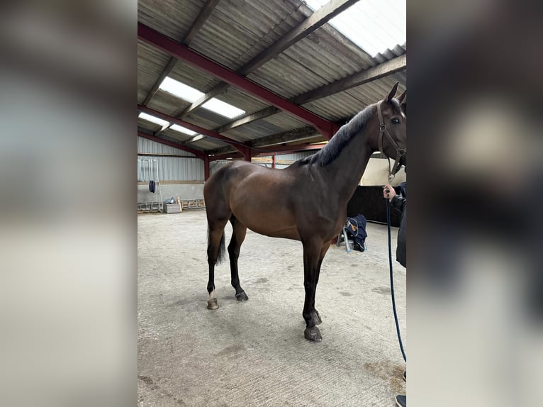 Belgisches Warmblut Wallach 6 Jahre 170 cm Dunkelbrauner in Glasgow