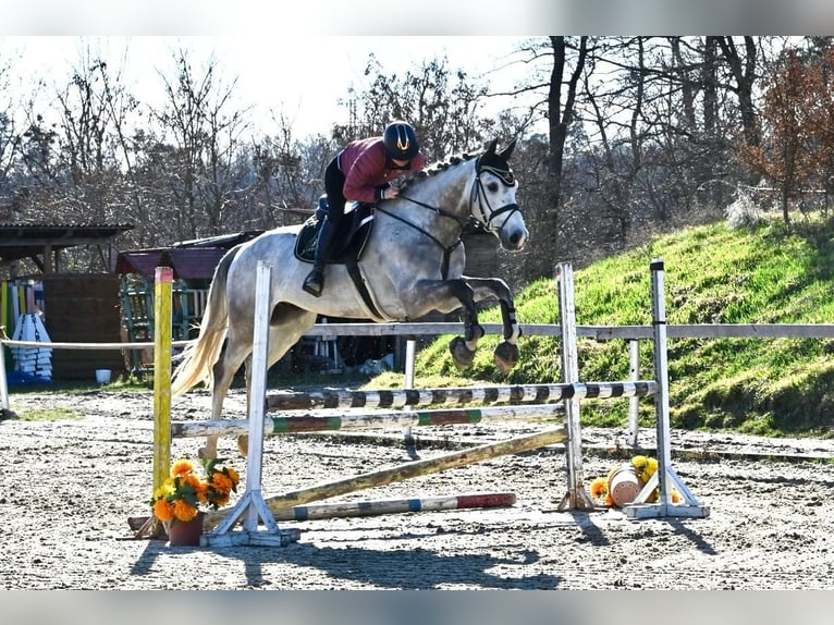 Belgisches Warmblut Wallach 6 Jahre 170 cm Schimmel in Brno