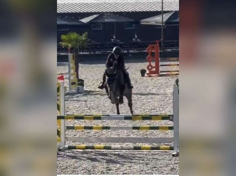 Belgisches Warmblut Wallach 6 Jahre 170 cm Schimmel in Kasterlee