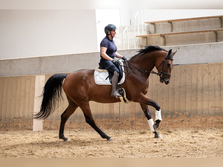 Belgisches Warmblut Wallach 6 Jahre 171 cm Brauner in Gr&#xE4;felfing
