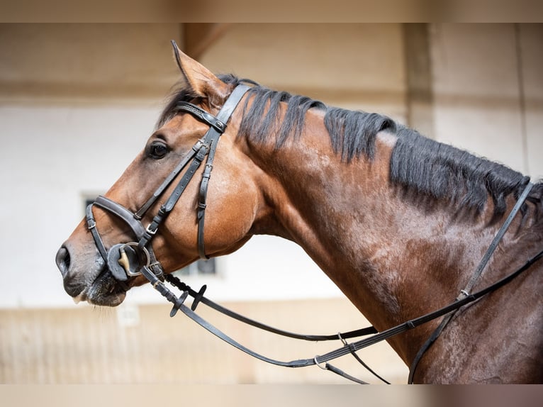 Belgisches Warmblut Wallach 6 Jahre 171 cm Brauner in Gr&#xE4;felfing